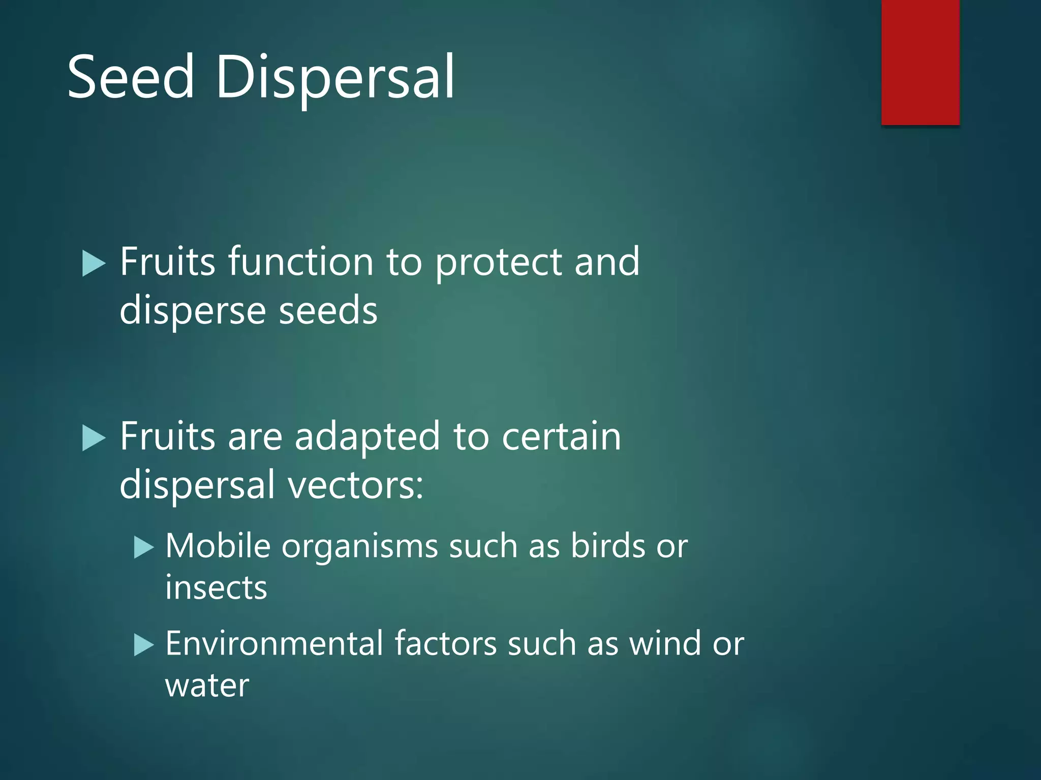 Seed Dispersal
 Fruits function to protect and
disperse seeds
 Fruits are adapted to certain
dispersal vectors:
 Mobile organisms such as birds or
insects
 Environmental factors such as wind or
water
 