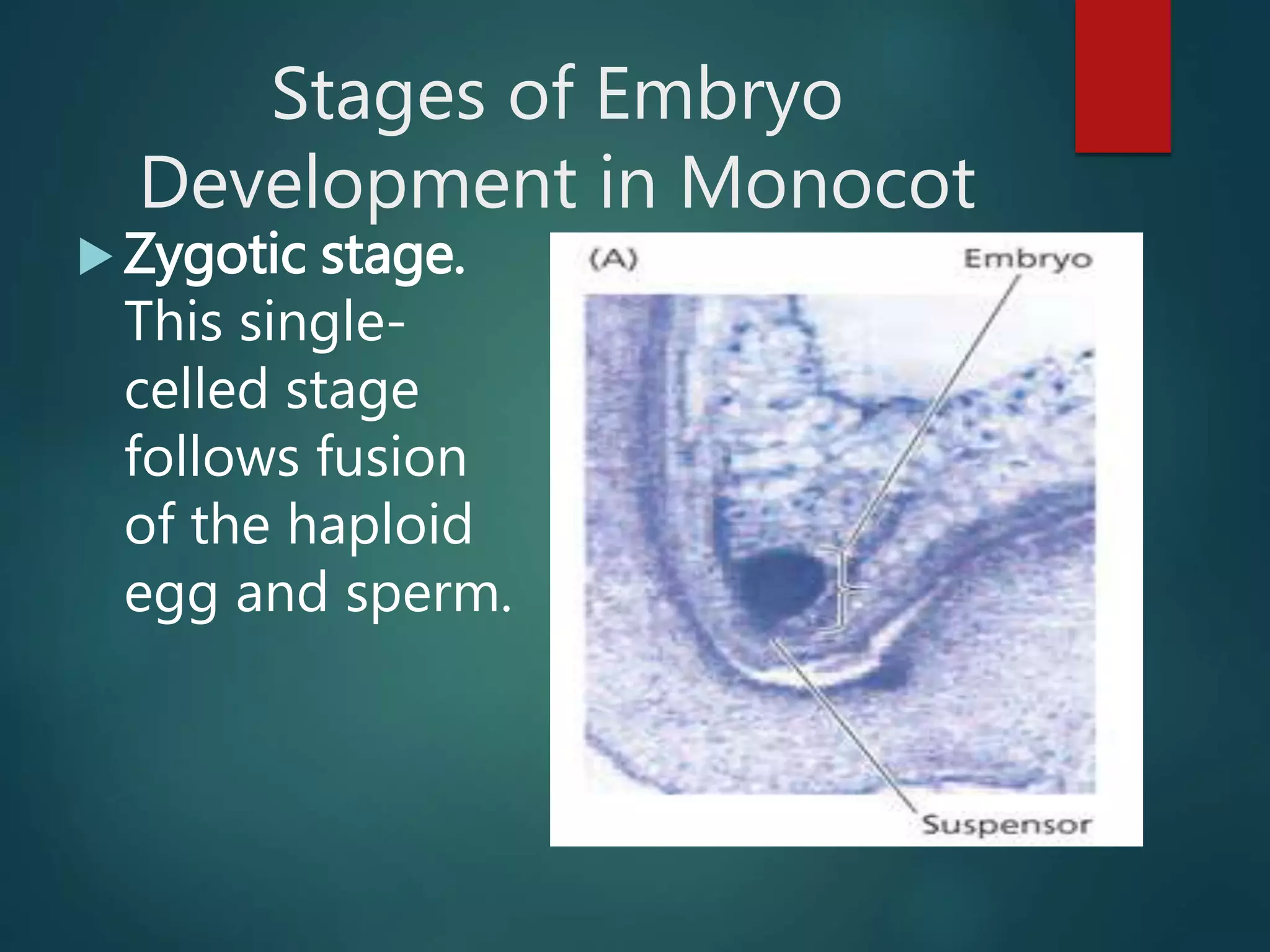 Stages of Embryo
Development in Monocot
 Zygotic stage.
This single-
celled stage
follows fusion
of the haploid
egg and sperm.
 