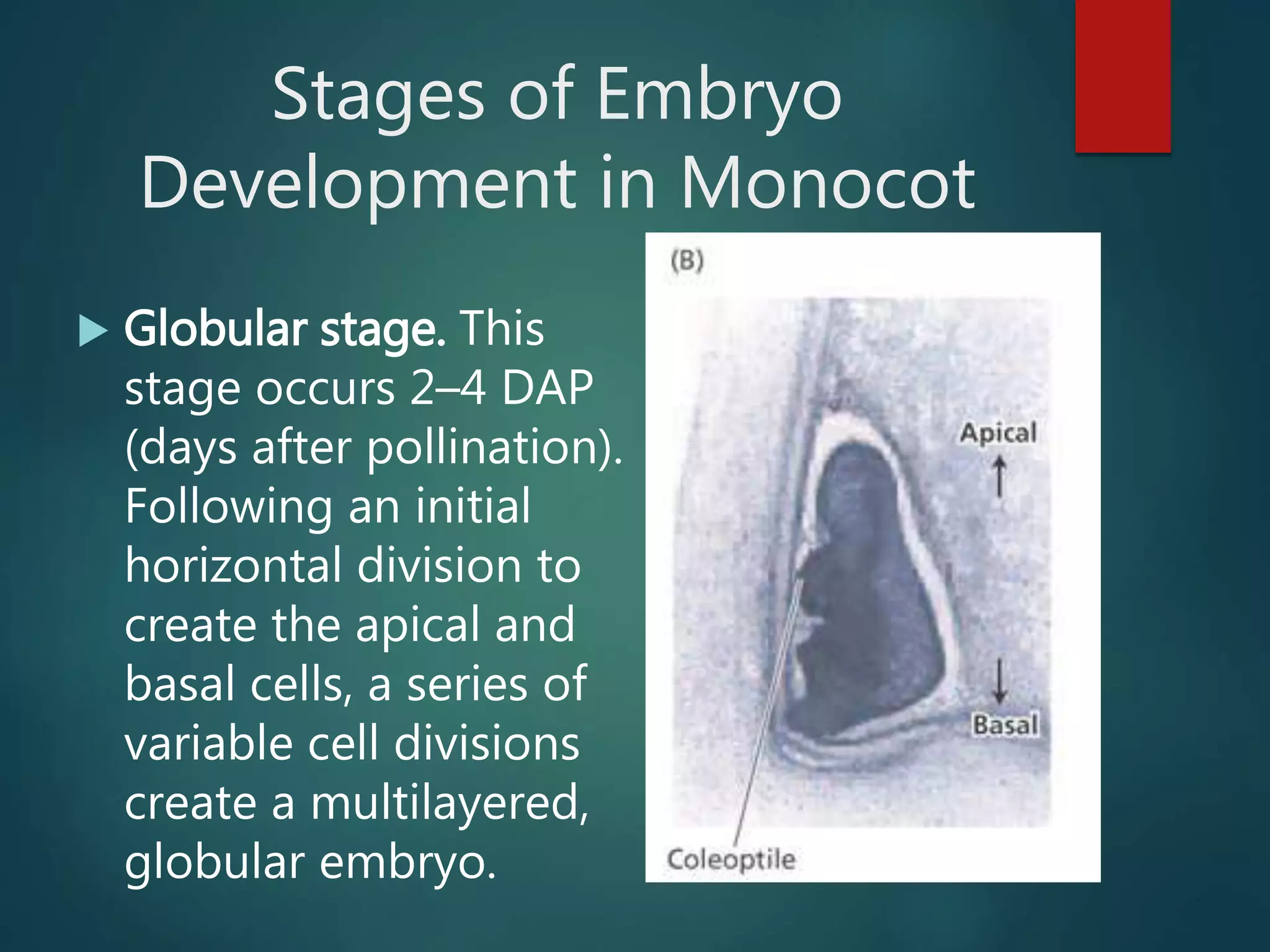 Stages of Embryo
Development in Monocot
 Globular stage. This
stage occurs 2–4 DAP
(days after pollination).
Following an initial
horizontal division to
create the apical and
basal cells, a series of
variable cell divisions
create a multilayered,
globular embryo.
 