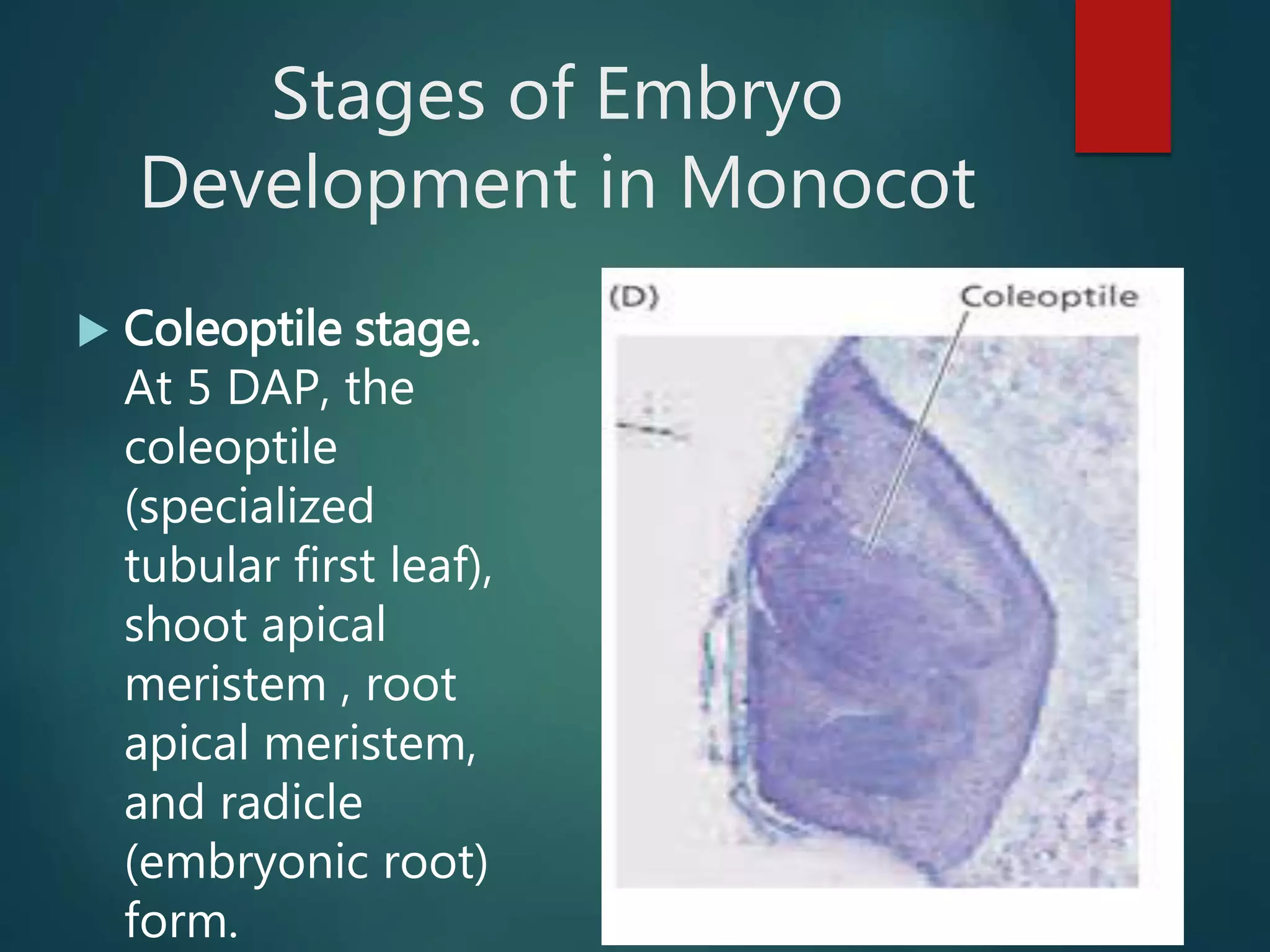 Stages of Embryo
Development in Monocot
 Coleoptile stage.
At 5 DAP, the
coleoptile
(specialized
tubular first leaf),
shoot apical
meristem , root
apical meristem,
and radicle
(embryonic root)
form.
 