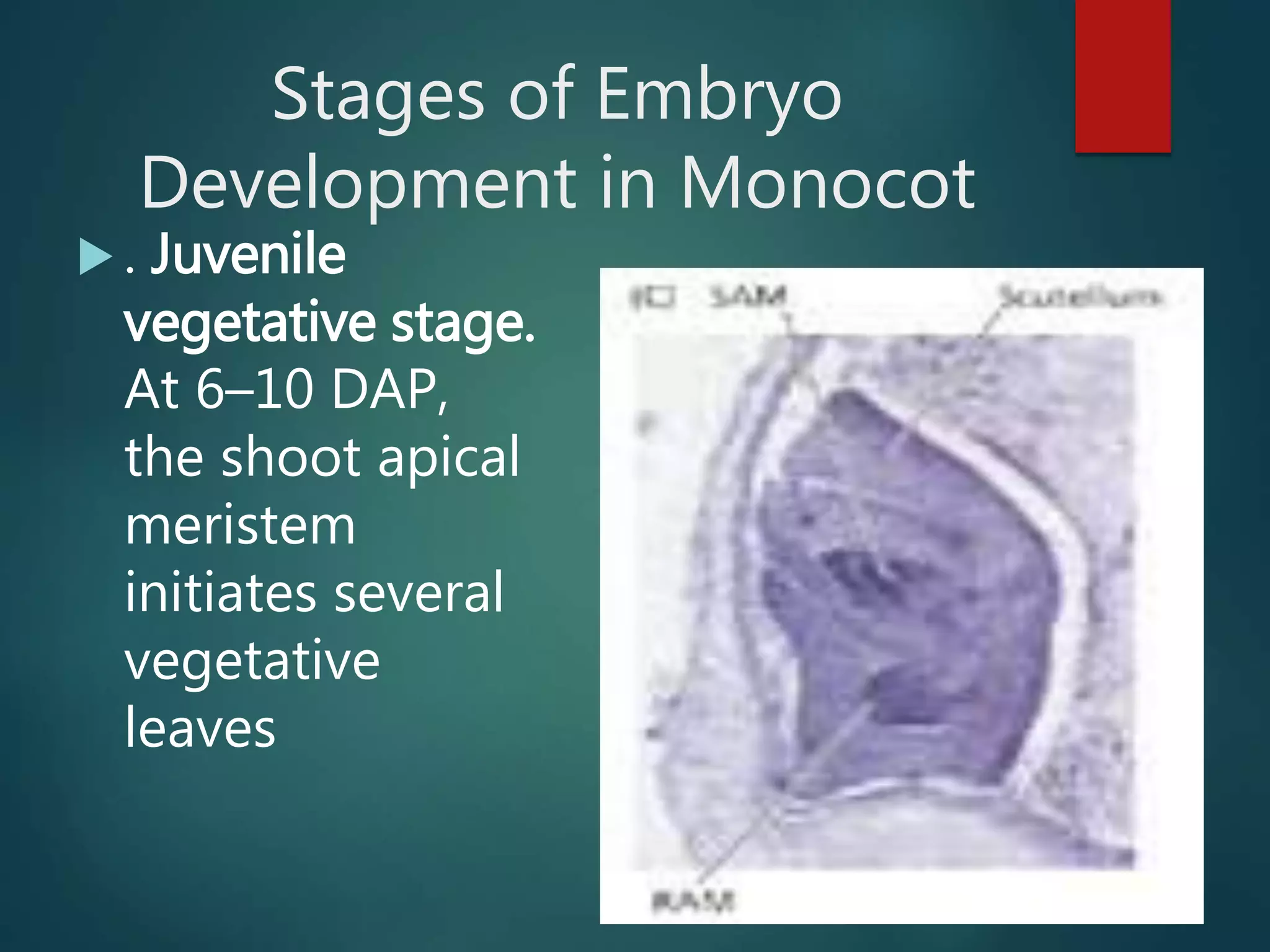 Stages of Embryo
Development in Monocot
 . Juvenile
vegetative stage.
At 6–10 DAP,
the shoot apical
meristem
initiates several
vegetative
leaves
 