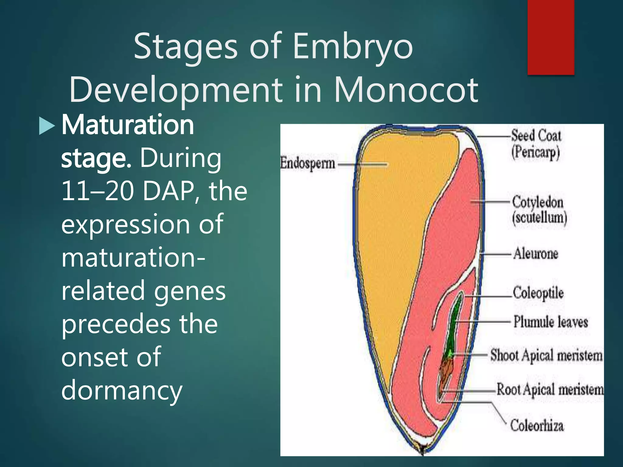 Stages of Embryo
Development in Monocot
 Maturation
stage. During
11–20 DAP, the
expression of
maturation-
related genes
precedes the
onset of
dormancy
 