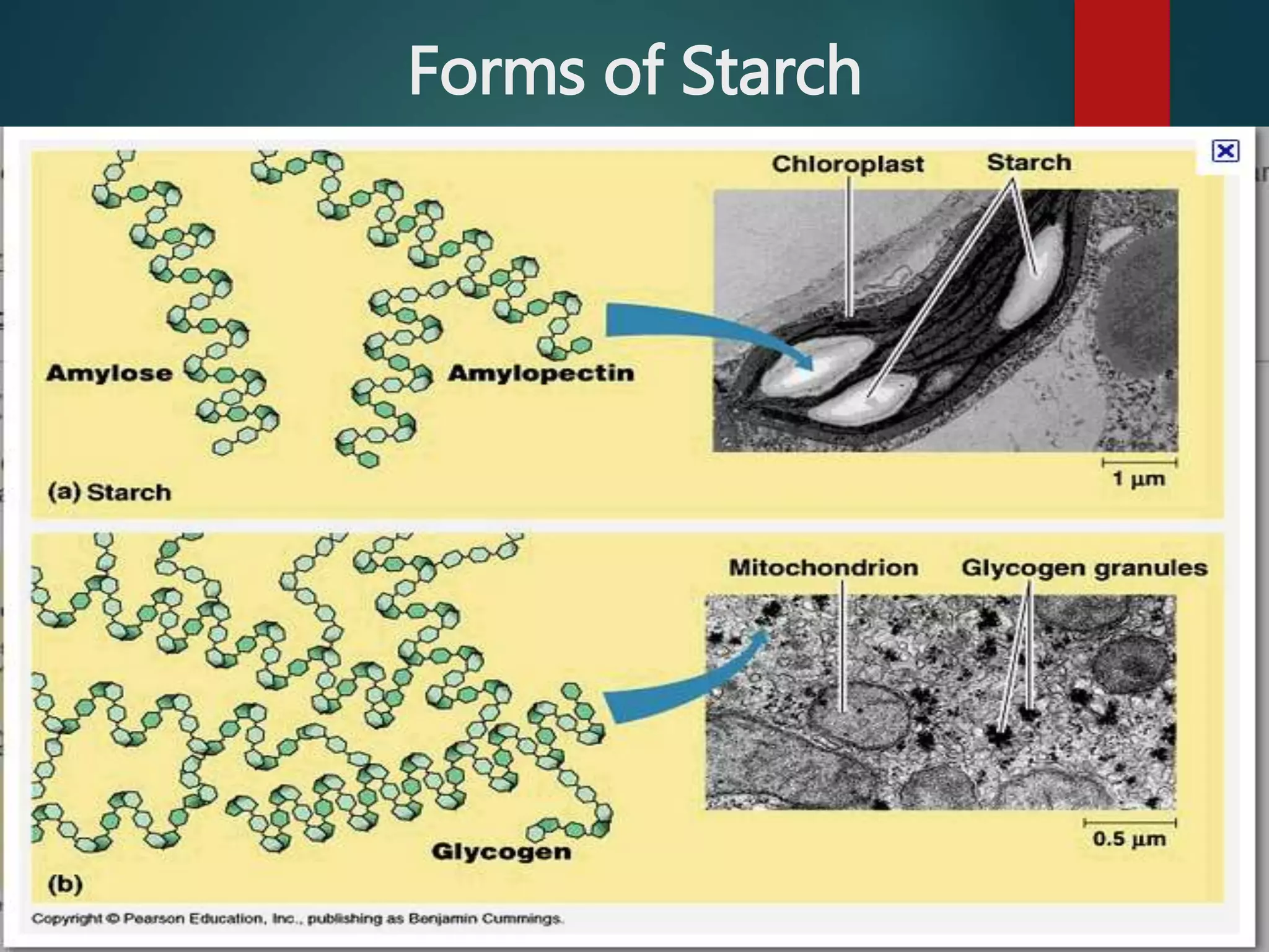 Forms of Starch
 