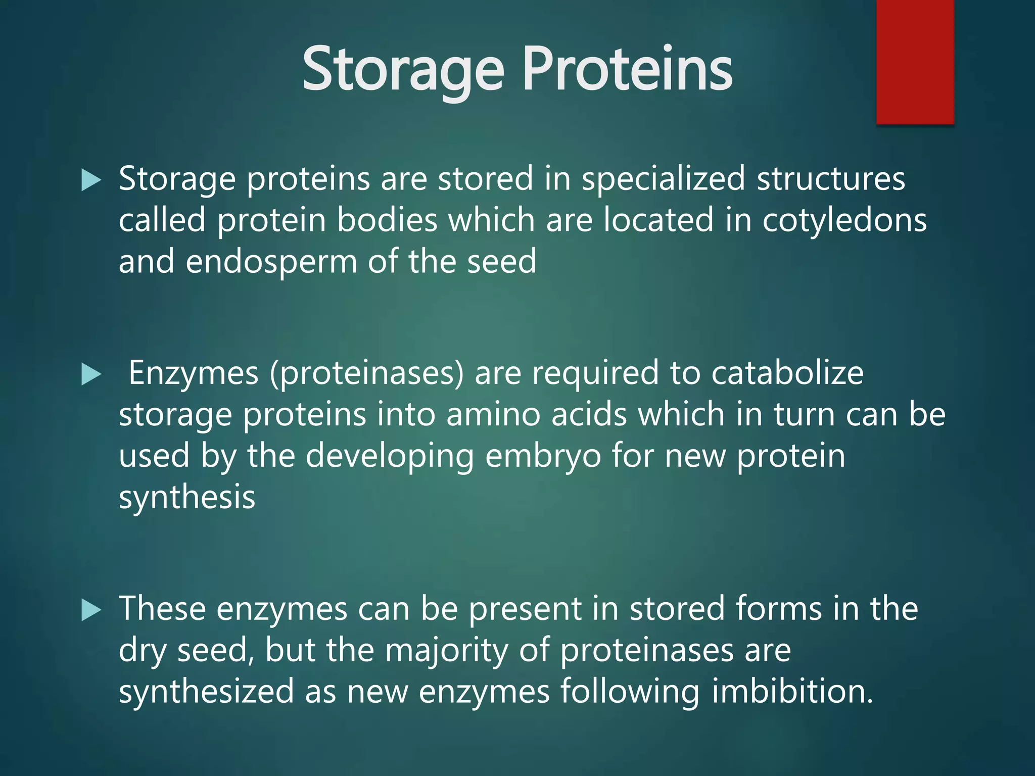 Storage Proteins
 Storage proteins are stored in specialized structures
called protein bodies which are located in cotyledons
and endosperm of the seed
 Enzymes (proteinases) are required to catabolize
storage proteins into amino acids which in turn can be
used by the developing embryo for new protein
synthesis
 These enzymes can be present in stored forms in the
dry seed, but the majority of proteinases are
synthesized as new enzymes following imbibition.
 