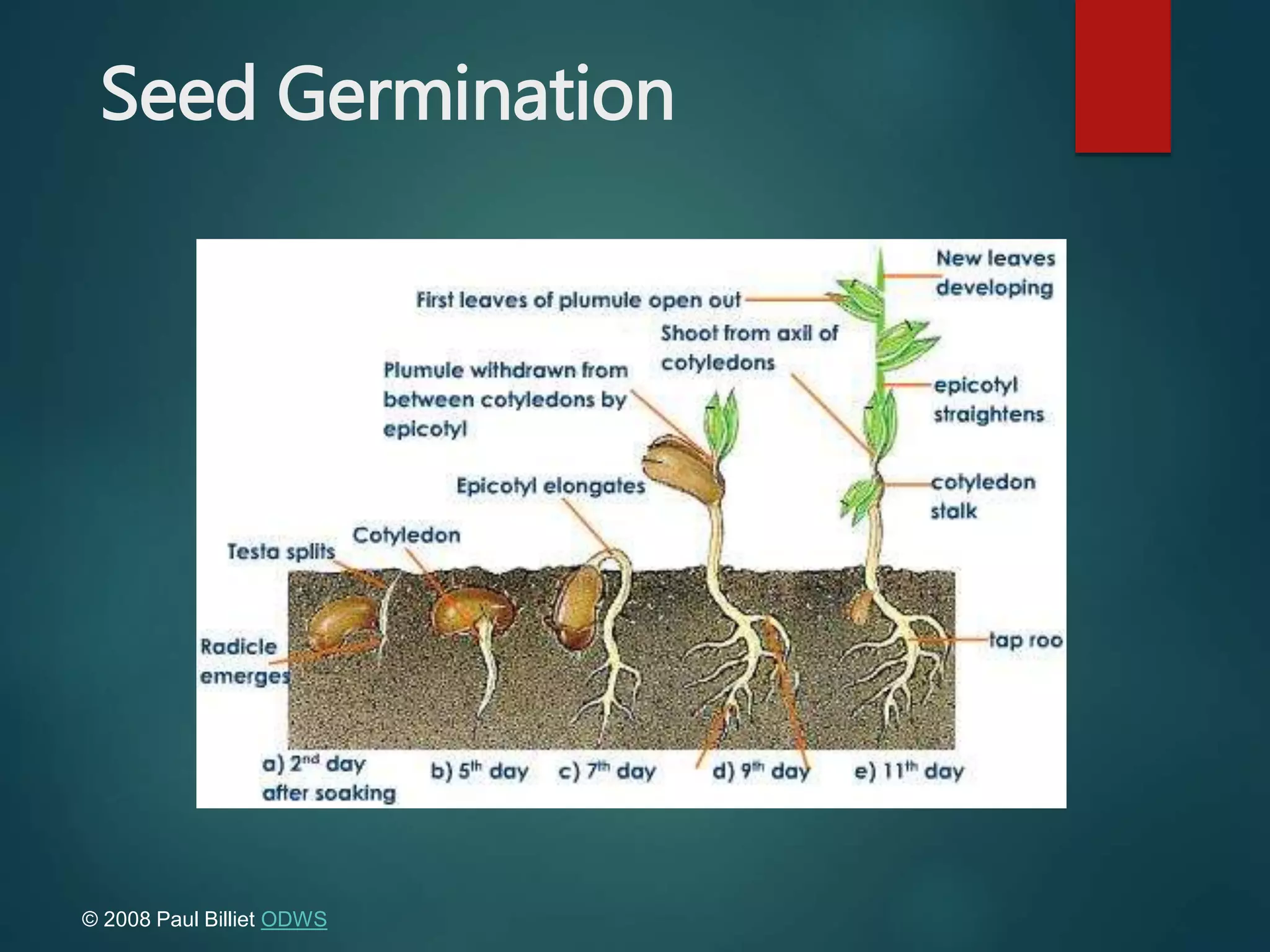Seed Germination
© 2008 Paul Billiet ODWS
 