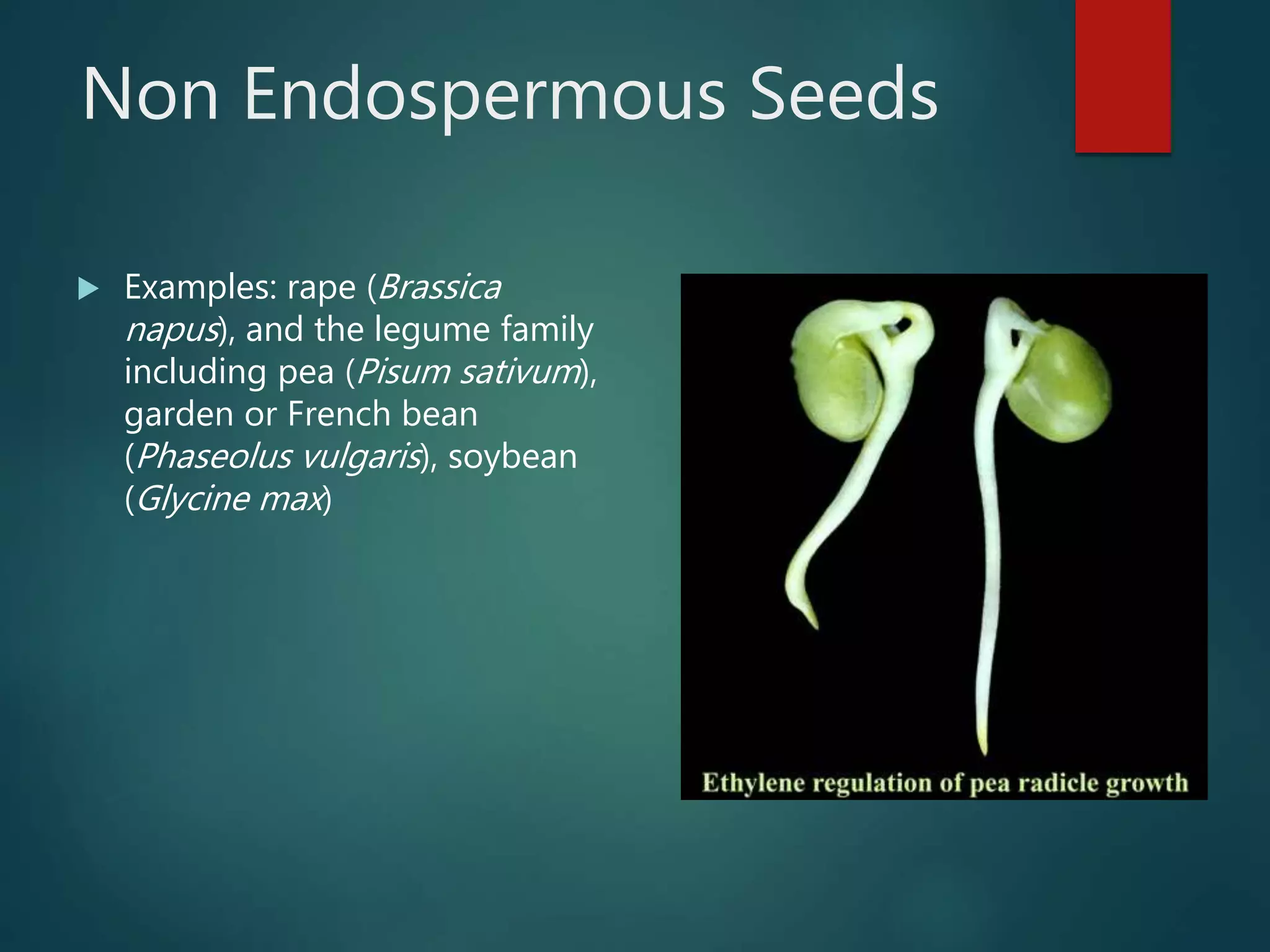 Non Endospermous Seeds
 Examples: rape (Brassica
napus), and the legume family
including pea (Pisum sativum),
garden or French bean
(Phaseolus vulgaris), soybean
(Glycine max)
 