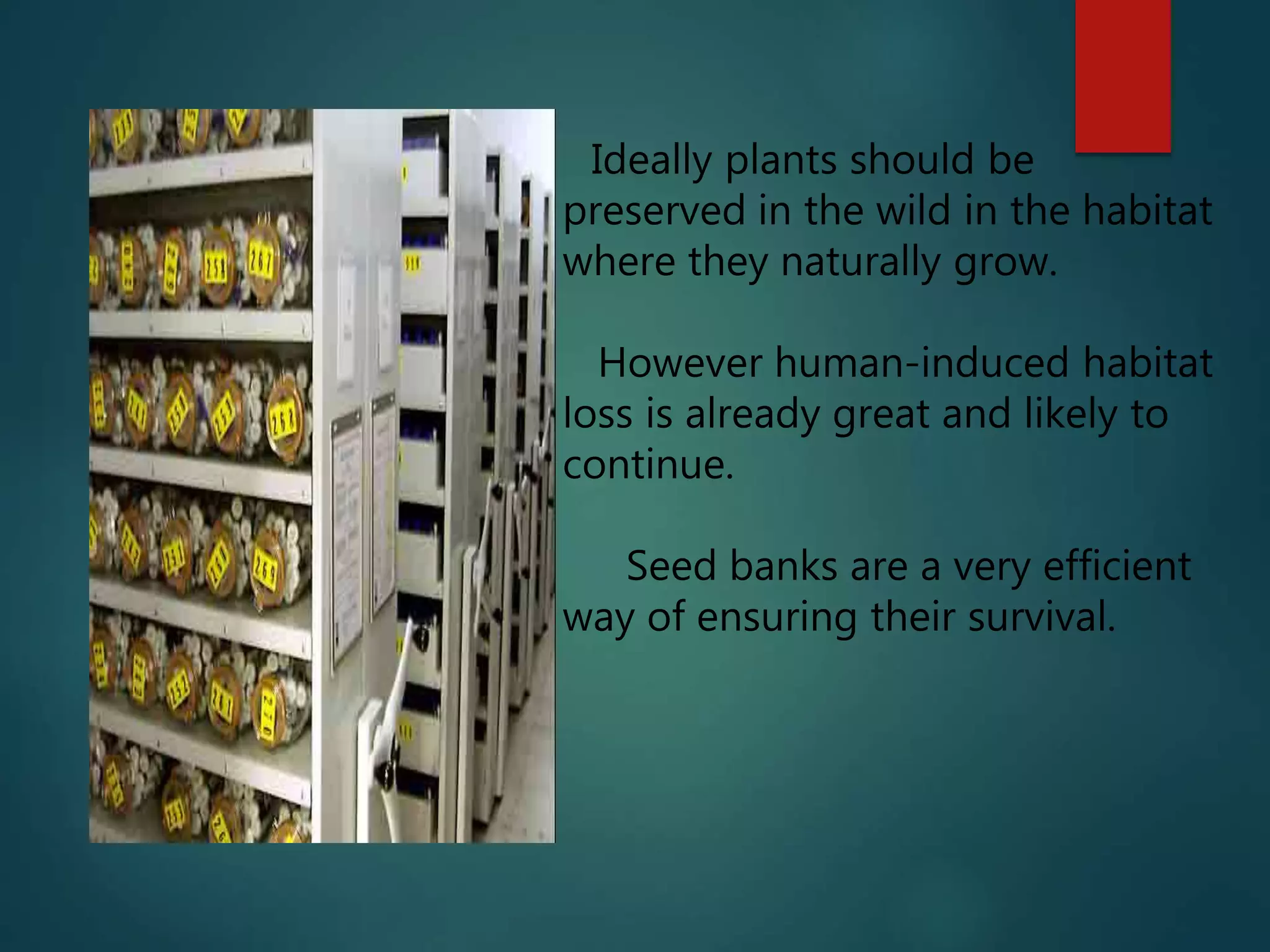 Ideally plants should be
preserved in the wild in the habitat
where they naturally grow.
However human-induced habitat
loss is already great and likely to
continue.
Seed banks are a very efficient
way of ensuring their survival.
 