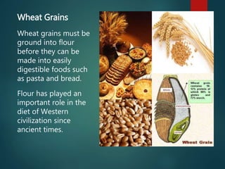 Wheat Grains
Wheat grains must be
ground into flour
before they can be
made into easily
digestible foods such
as pasta and bread.
Flour has played an
important role in the
diet of Western
civilization since
ancient times.
 