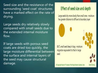 Seed size and the resistance of the
surrounding 'seed coat' structures
have a marked effect on the rate of
drying.
Large seeds dry relatively slowly
compared with small seeds due to
the extended internal moisture
flow.
If large seeds with porous seed
coats are dried too quickly, the
large moisture differential between
the surface and internal layers of
the seed may cause structural
damage.
 
