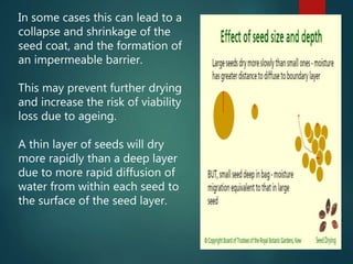 In some cases this can lead to a
collapse and shrinkage of the
seed coat, and the formation of
an impermeable barrier.
This may prevent further drying
and increase the risk of viability
loss due to ageing.
A thin layer of seeds will dry
more rapidly than a deep layer
due to more rapid diffusion of
water from within each seed to
the surface of the seed layer.
 