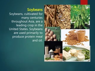 Soybeans
Soybeans, cultivated for
many centuries
throughout Asia, are a
leading crop in the
United States. Soybeans
are used primarily to
produce protein meal
and oil.
 