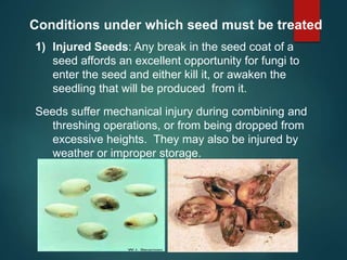 1) Injured Seeds: Any break in the seed coat of a
seed affords an excellent opportunity for fungi to
enter the seed and either kill it, or awaken the
seedling that will be produced from it.
Seeds suffer mechanical injury during combining and
threshing operations, or from being dropped from
excessive heights. They may also be injured by
weather or improper storage.
Conditions under which seed must be treated
 