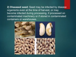 2) Diseased seed: Seed may be infected by disease
organisms even at the time of harvest, or may
become infected during processing, if processed on
contaminated machinery or if stored in contaminated
containers or warehouses.
 
