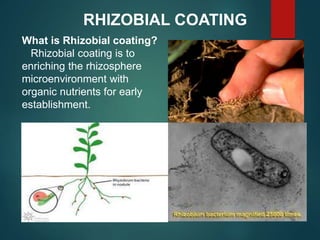 RHIZOBIAL COATING
What is Rhizobial coating?
Rhizobial coating is to
enriching the rhizosphere
microenvironment with
organic nutrients for early
establishment.
 