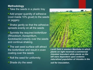 Methodology
Take the seeds in a plastic tray
Add proper quantity of adhesive
(cool maida 10% gruel) to the seeds
or jaggery
Shake gently so that the adhesive
spreads evenly on all the seeds
Sprinkle the required biofertilizer
(Rhizobium, Azospirillum,
Azotobactor) evenly over the seeds
and continue shaking.
The wet seed surface will attract
the biofertilizer and result in even
coating over the seeds
Roll the seed for uniformity
Shade dry the seed
Lentil field in western Manitoba in which
plants on right received a commercial
rhizobial inoculant while plants on the
left were dependent upon endemic
naturalized population of rhizobia in the
soil for inoculation.
 