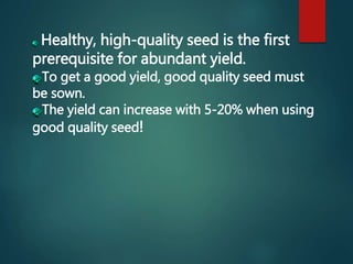 Healthy, high-quality seed is the first
prerequisite for abundant yield.
To get a good yield, good quality seed must
be sown.
The yield can increase with 5-20% when using
good quality seed!
 
