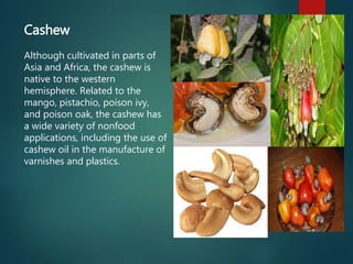 Cashew
Although cultivated in parts of
Asia and Africa, the cashew is
native to the western
hemisphere. Related to the
mango, pistachio, poison ivy,
and poison oak, the cashew has
a wide variety of nonfood
applications, including the use of
cashew oil in the manufacture of
varnishes and plastics.
 