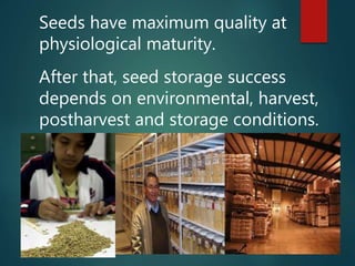 Seeds have maximum quality at
physiological maturity.
After that, seed storage success
depends on environmental, harvest,
postharvest and storage conditions.
 