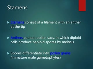 Stamens
 Stamens consist of a filament with an anther
at the tip
 Anthers contain pollen sacs, in which diploid
cells produce haploid spores by meiosis
 Spores differentiate into pollen grains
(immature male gametophytes)
 