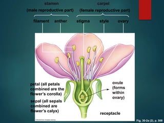 Fig. 30-2a (2), p. 508
stamen carpel
(male reproductive part) (female reproductive part)
filament anther stigma style ovary
petal (all petals
combined are the
flower’s corolla)
ovule
(forms
within
ovary)
sepal (all sepals
combined are
flower’s calyx)
receptacle
 