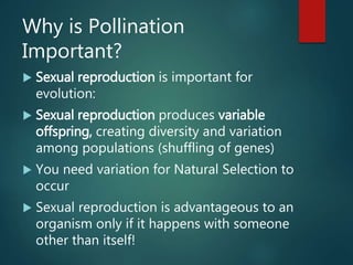Why is Pollination
Important?
 Sexual reproduction is important for
evolution:
 Sexual reproduction produces variable
offspring, creating diversity and variation
among populations (shuffling of genes)
 You need variation for Natural Selection to
occur
 Sexual reproduction is advantageous to an
organism only if it happens with someone
other than itself!
 