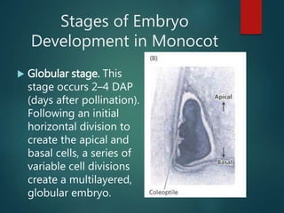 Stages of Embryo
Development in Monocot
 Globular stage. This
stage occurs 2–4 DAP
(days after pollination).
Following an initial
horizontal division to
create the apical and
basal cells, a series of
variable cell divisions
create a multilayered,
globular embryo.
 