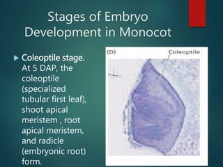 Stages of Embryo
Development in Monocot
 Coleoptile stage.
At 5 DAP, the
coleoptile
(specialized
tubular first leaf),
shoot apical
meristem , root
apical meristem,
and radicle
(embryonic root)
form.
 