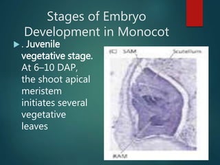 Stages of Embryo
Development in Monocot
 . Juvenile
vegetative stage.
At 6–10 DAP,
the shoot apical
meristem
initiates several
vegetative
leaves
 
