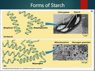 Forms of Starch
 