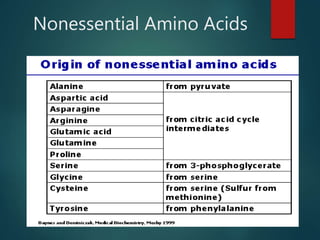 Nonessential Amino Acids
 