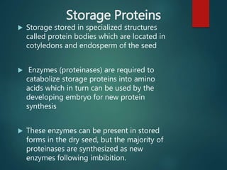Storage Proteins
 Storage stored in specialized structures
called protein bodies which are located in
cotyledons and endosperm of the seed
 Enzymes (proteinases) are required to
catabolize storage proteins into amino
acids which in turn can be used by the
developing embryo for new protein
synthesis
 These enzymes can be present in stored
forms in the dry seed, but the majority of
proteinases are synthesized as new
enzymes following imbibition.
 
