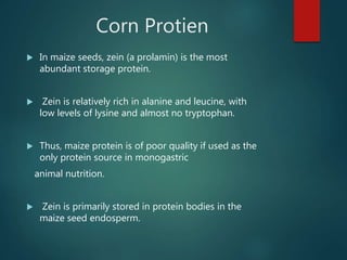 Corn Protien
 In maize seeds, zein (a prolamin) is the most
abundant storage protein.
 Zein is relatively rich in alanine and leucine, with
low levels of lysine and almost no tryptophan.
 Thus, maize protein is of poor quality if used as the
only protein source in monogastric
animal nutrition.
 Zein is primarily stored in protein bodies in the
maize seed endosperm.
 