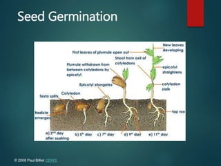 Seed Germination
© 2008 Paul Billiet ODWS
 