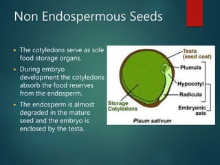 Non Endospermous Seeds
 The cotyledons serve as sole
food storage organs.
 During embryo
development the cotyledons
absorb the food reserves
from the endosperm.
 The endosperm is almost
degraded in the mature
seed and the embryo is
enclosed by the testa.
 
