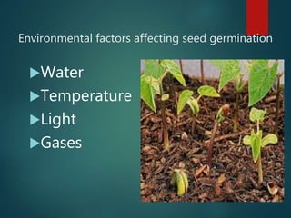 Environmental factors affecting seed germination
Water
Temperature
Light
Gases
 