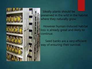 Ideally plants should be
preserved in the wild in the habitat
where they naturally grow.
However human-induced habitat
loss is already great and likely to
continue.
Seed banks are a very efficient
way of ensuring their survival.
 