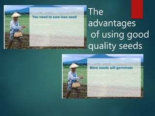 Factors affecting seed quality
 