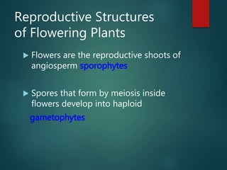 Reproductive Structures
of Flowering Plants
 Flowers are the reproductive shoots of
angiosperm sporophytes
 Spores that ...