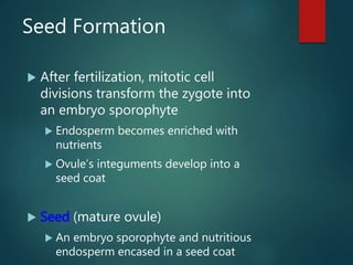 Seed Formation
 After fertilization, mitotic cell
divisions transform the zygote into
an embryo sporophyte
 Endosperm be...