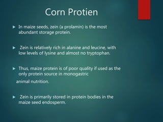 Corn Protien
 In maize seeds, zein (a prolamin) is the most
abundant storage protein.
 Zein is relatively rich in alanin...