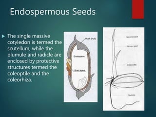 Endospermous Seeds
 The single massive
cotyledon is termed the
scutellum, while the
plumule and radicle are
enclosed by p...