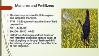 Manures and Fertilizers

Mustard responds well both to organic
and inorganic manures.
FYM : 15-20 tonnes/ha;at the time of ﬁeld
preparation.
N : P : K(kg/ha)
80-100 : 40-50 : 40-50.
Half dose of nitrogen and full doses of
rest fertilizers should be applied basal at
last ploughing or through ferti-seed drill.
Remaining nitrogen should be at the time
of ﬁrst irrigation.
 