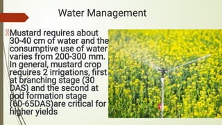 Water Management
Mustard requires about
30-40 cm of water and the
consumptive use of water
varies from 200-300 mm.
In general, mustard crop
requires 2 irrigations, ﬁrst
at branching stage (30
DAS) and the second at
pod formation stage
(60-65DAS)are critical for
higher yields
 
