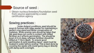 Source of seed :
   Obtain nucleus/breeders/foundation seed
from source approved by a seed
certiﬁcation agency
Sowing practices :
                 Under dryland conditions, seed should be
sown in furrows with ridge seeder for maintaining a
perfect crop stand and better conservation of
moisture. While sowing care should be taken that
the seed does not come in contact with drilled
fertilizer as it affects germination. The should be
sown 4-5 cm deep, whereas fertilizer should be
drilled at 7-10cm depth. To ensure good
germination & early seedling vigour , seed must be
soaked in water before sowing. This is best done by
covering the seeds with moist gunny bag or directly
with damp earth overnight.
          
 