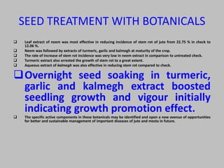 SEED TREATMENT WITH BOTANICALS
 Leaf extract of neem was most effective in reducing incidence of stem rot of jute from 22.75 % in check to
12.06 %.
 Neem was followed by extracts of turmeric, garlic and kalmegh at maturity of the crop.
 The rate of increase of stem rot incidence was very low in neem extract in comparison to untreated check.
 Turmeric extract also arrested the growth of stem rot to a great extent.
 Aqueous extract of kalmegh was also effective in reducing stem rot compared to check.
Overnight seed soaking in turmeric,
garlic and kalmegh extract boosted
seedling growth and vigour initially
indicating growth promotion effect.
 The specific active components in these botanicals may be identified and open a new avenue of opportunities
for better and sustainable management of important diseases of jute and mesta in future.
 