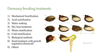 Dormancy breaking treatments
1) Mechanical Scarification
2) Acid scarification
3) Water soaking
4) Dry heat treatment
5) Warm stratification
6) Cold stratification
7) Biological methods
8) Seed treatment with growth
regulators/chemicals
9) Others
 
