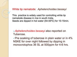 White tip nematode: Aphelenchoides besseyi
This practice is widely used for controlling white tip
nematode disease in rice in south India.
Seeds are dipped in hot water (54-550C) for 10-15min.
Aphelenchoides besseyi also reported on
Tuberose.
Pre soaking of tuberose in plain water or in 4%
NSKE for over night followed by dipping in
monocrotophos 36 SL at 500ppm for 4-6 hrs.
 