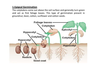 1.Epigeal Germination
The cotyledons come out above the soil surface and generally turn green
and act as first foliage leaves. This type of germination present in
groundnut, bean, cotton, sunflower and cotton seeds.

 