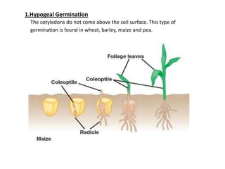 1.Hypogeal Germination
The cotyledons do not come above the soil surface. This type of
germination is found in wheat, barley, maize and pea.

 