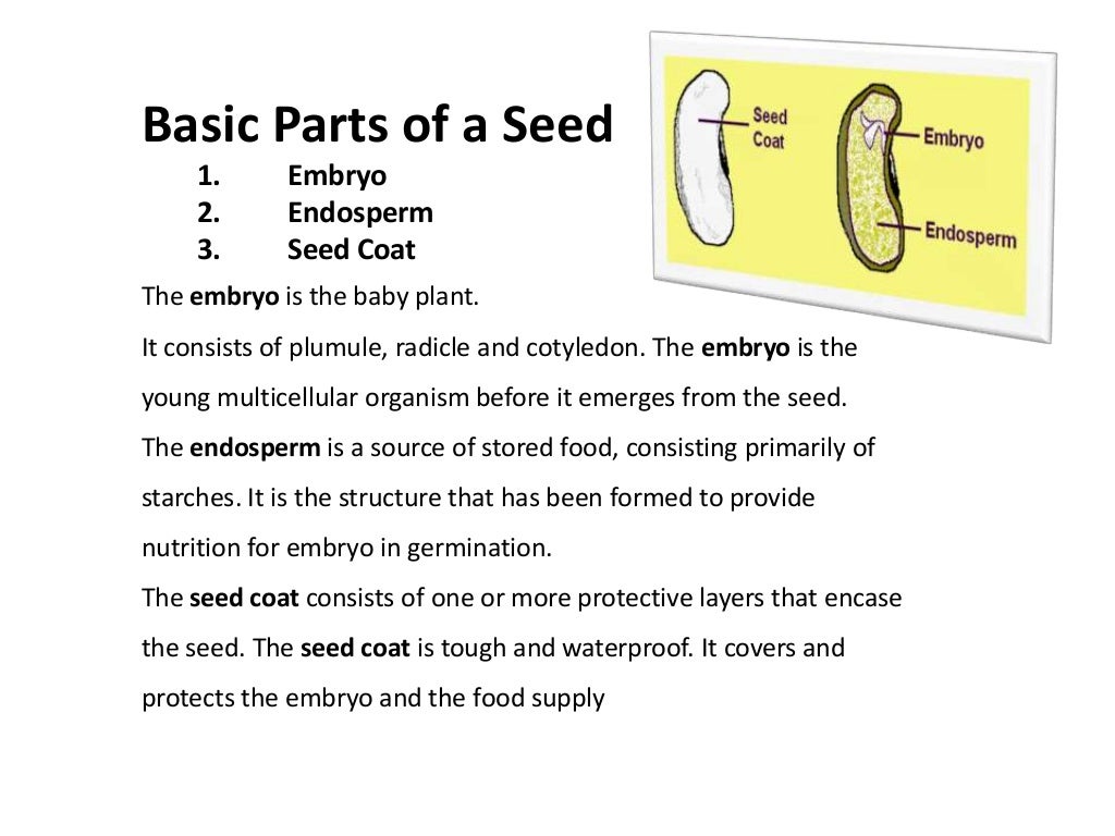 Seed, Seed Types and Seed Quality